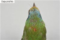 五色鳥藏品圖，第19張